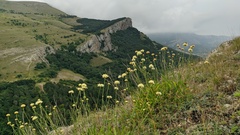 Cephalaria coriacea