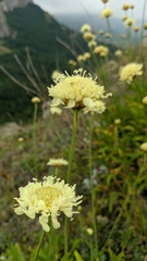 Cephalaria coriacea