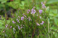 Calluna vulgaris