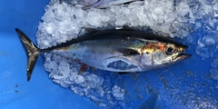 Thunnus atlanticus