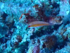 Paracheilinus rubricaudalis