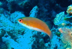 Paracheilinus rubricaudalis