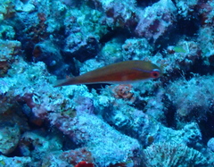 Paracheilinus rubricaudalis