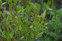 Vaccinium myrtillus