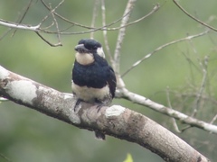 Notharchus pectoralis