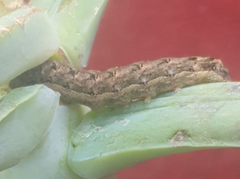 Mamestra configurata