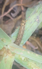 Mamestra configurata