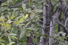 Salix caprea