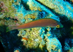 Pseudojuloides splendens
