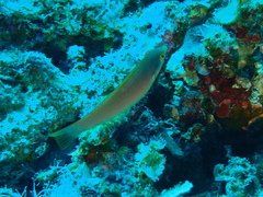 Pseudojuloides splendens