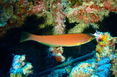 Pseudojuloides splendens