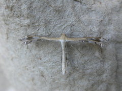 Stangeia xerodes