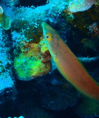 Pseudojuloides splendens