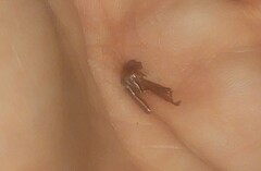 Mamestra configurata