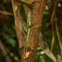 Ptyctolaemus gularis