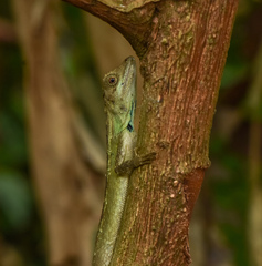 Ptyctolaemus gularis