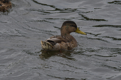 Anas platyrhynchos
