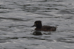 Aythya fuligula
