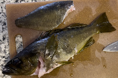 Sebastes serranoides