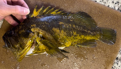 Sebastes chrysomelas