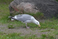 Larus argentatus