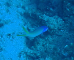 Hoplolatilus starcki