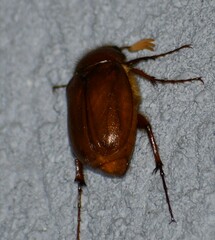 Phyllophaga crinita