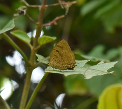 Arhopala silhetensis