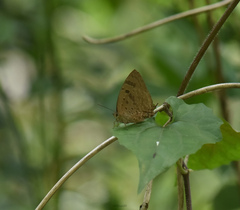 Arhopala silhetensis