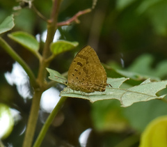 Arhopala silhetensis