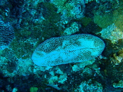 Ctenactis