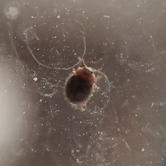 Rhyzobius lophanthae