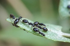 Monomorium monomorium