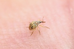 Allomalia quadrivirgata