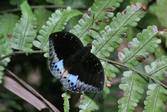 Lexias dirtea