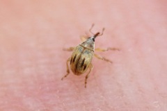 Allomalia quadrivirgata