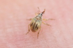Allomalia quadrivirgata