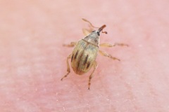 Allomalia quadrivirgata