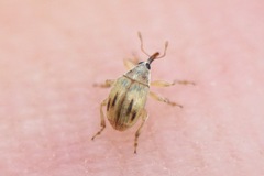 Allomalia quadrivirgata