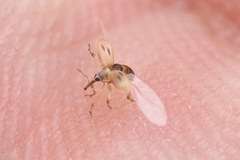 Allomalia quadrivirgata