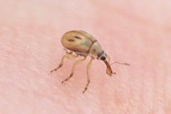Allomalia quadrivirgata