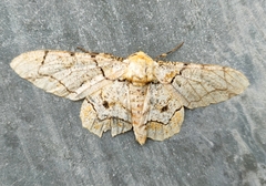 Biston bengaliaria