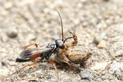 Agenioideus nubecula