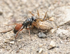 Agenioideus nubecula