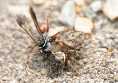 Agenioideus nubecula