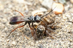 Agenioideus nubecula