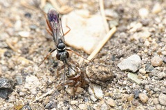 Agenioideus nubecula