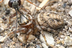 Agenioideus nubecula