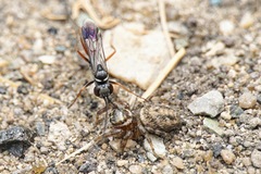 Agenioideus nubecula