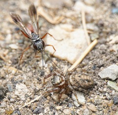 Agenioideus nubecula